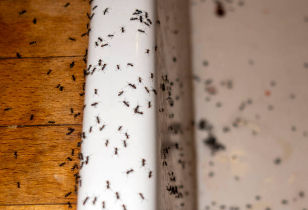 Best Pest Control Near Me in Charlestown, MD
