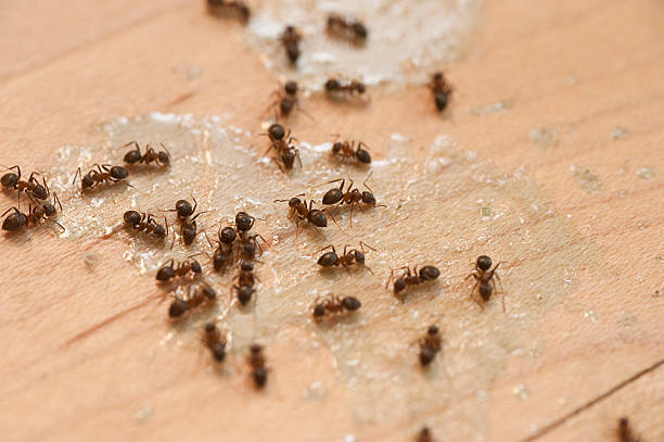 Best Best Pest Control Companies  in Charlestown, MD